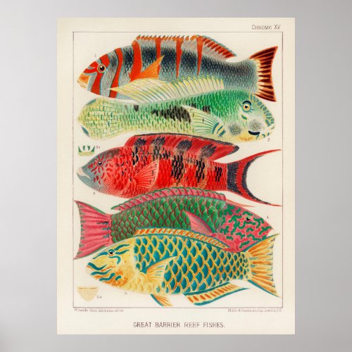 Great barrier reef fish poster