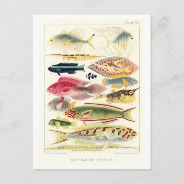 Great Barrier Reef Fish Vintage Postcard (Front)