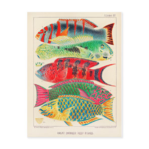 Great Barrier Reef Fishes Postcard