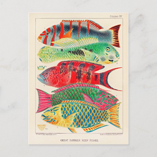 Great Barrier Reef Fishes Postcard