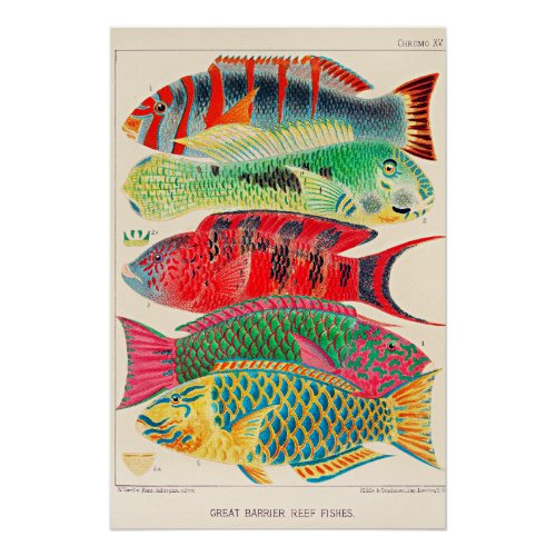 Great Barrier Reef Fishes Poster