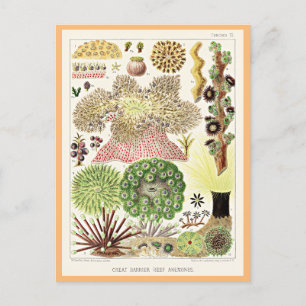 Great Barrier Reef of Australia Anemones Postcard