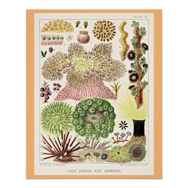 Great Barrier Reef of Australia Anemones Poster (Front)