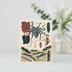 Great Barrier Reef of Australia Postcard