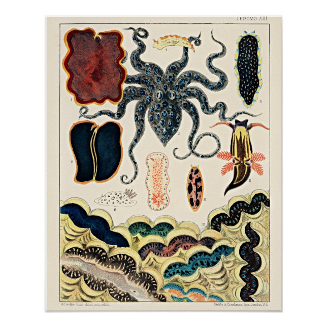 Great Barrier Reef of Australia Poster (Front)