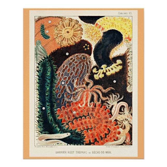 Great Barrier Reef of Australia, Trepang, Poster (Front)