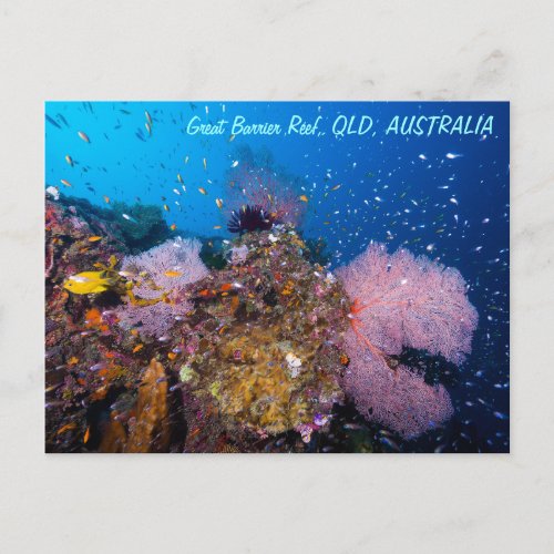 Great Barrier Reef Postcard
