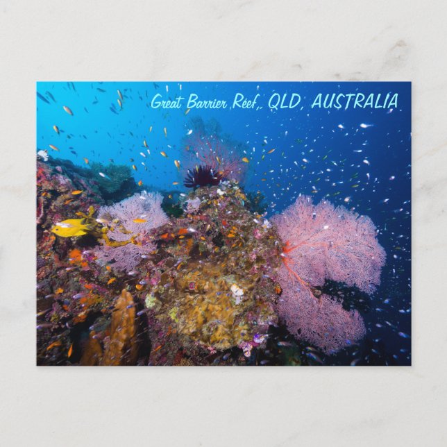 Great Barrier Reef Postcard (Front)