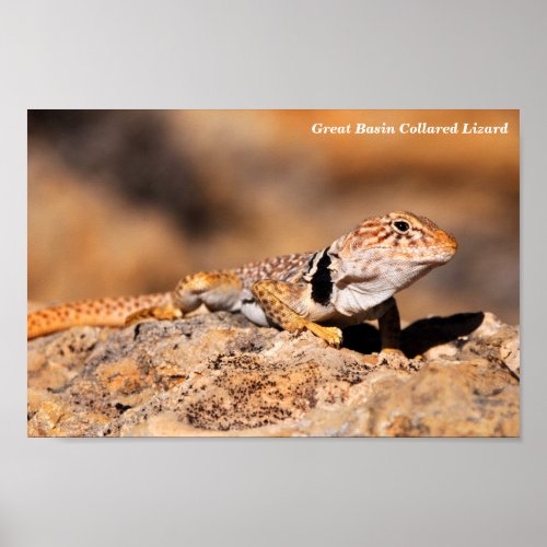 Great Basin Collared Lizard Poster