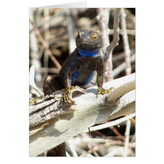 Great Basin Fence Lizard at Joshua Tree Cards (Front)