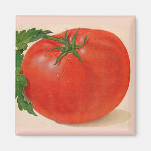 great BIG juicy tomato Magnet