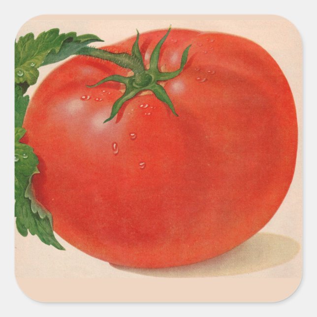 great BIG juicy tomato Square Sticker (Front)