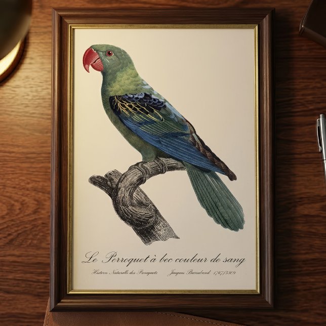 Great-Billed Parrot, Tanygnathus Megalorynchos Photo Print (Great-Billed Parrot, Tanygnathus Megalorynchos. Photo Print)