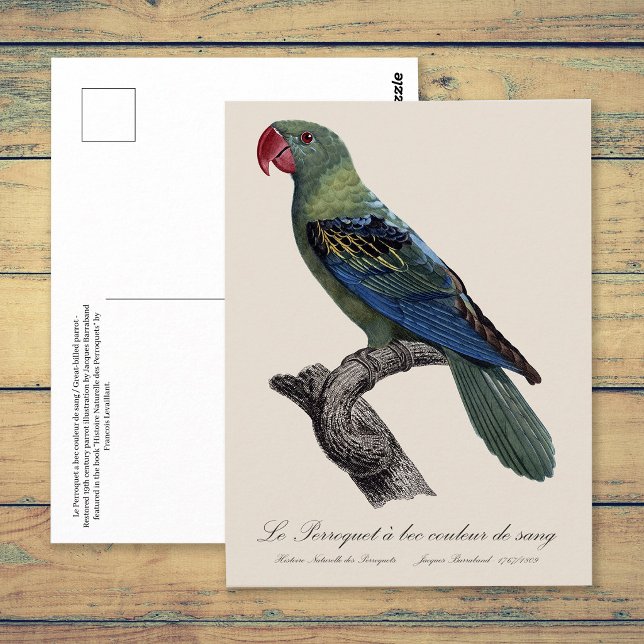Great-Billed Parrot, Tanygnathus Megalorynchos Postcard (Great-Billed Parrot, Tanygnathus Megalorynchos. Postcard)