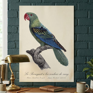 Great-Billed Parrot, Tanygnathus Megalorynchos Poster