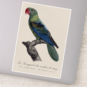 Great-Billed Parrot, Tanygnathus Megalorynchos Sticker