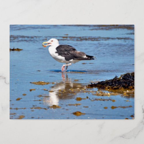 Great Black_backed Gull in water Foil Holiday Postcard