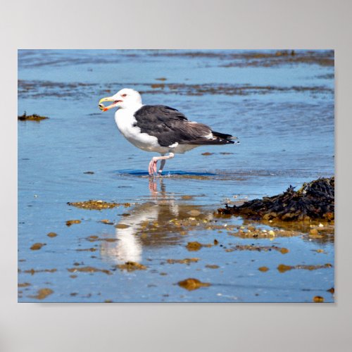 Great Black_backed Gull in water  Poster