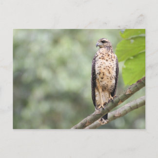 Great Black Hawk Postcard