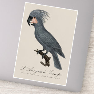 Great Black Palm Cockatoo, Probosciger aterrimus Sticker