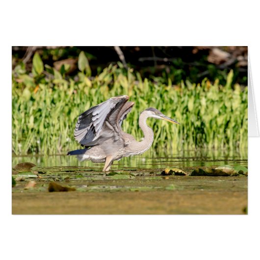 Great Blue Heron (Front Horizontal)