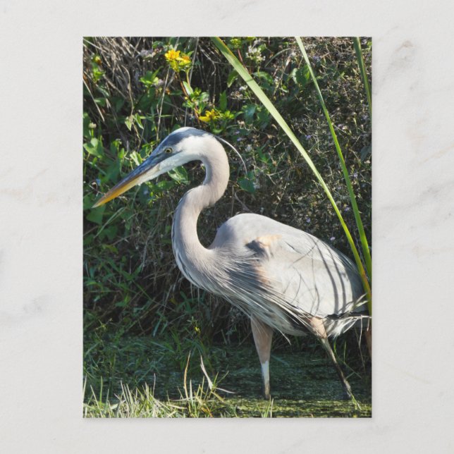 "Great Blue Heron 1." Postcard (Front)