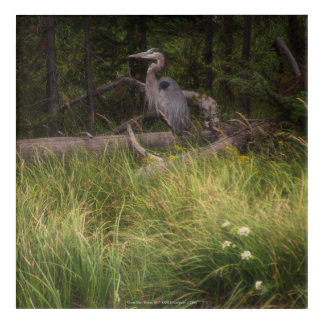 Great Blue Heron 8917 Acrylic Print