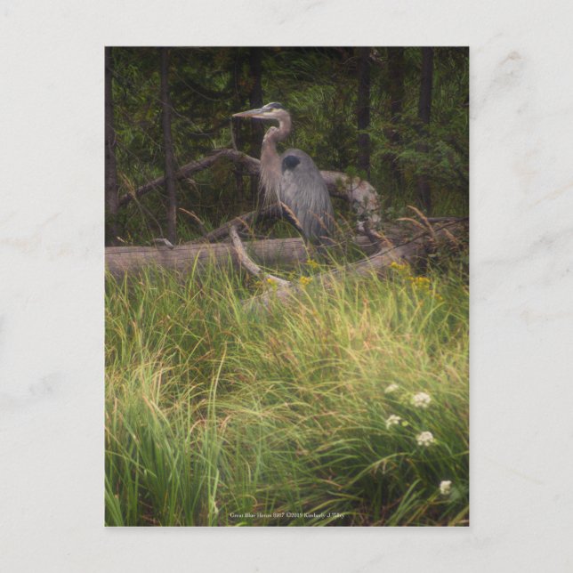 Great Blue Heron 8917 Postcard (Front)