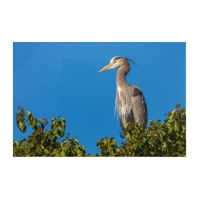 Great Blue Heron Acrylic Print (Front)