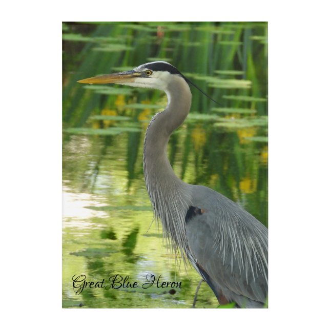 Great Blue Heron Acrylic Print (Front)