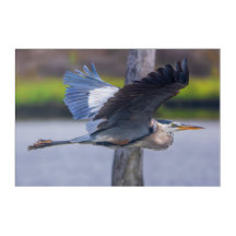 Great Blue Heron Acrylic Print | Flight Art