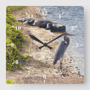 Great blue Heron and alligator at the lake Square Wall Clock
