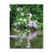 Great Blue Heron and Alligator Postcard 