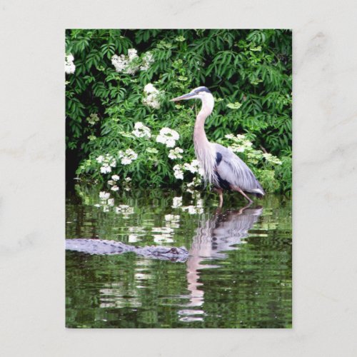 Great Blue Heron and Alligator Postcard 