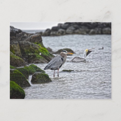 Great Blue Heron and Brown Pelican Postcard