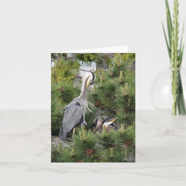 Great Blue Heron and its Babies Card (Front)