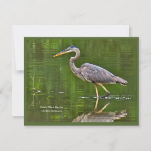 Great Blue Heron (Ardea herodias) Note Card
