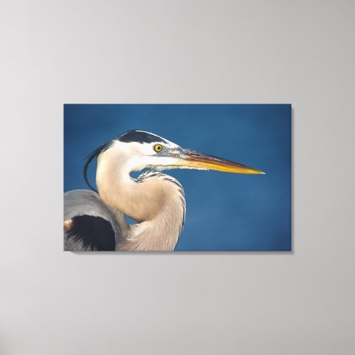 Great Blue Heron Ardea herodias USA Florida Canvas Print