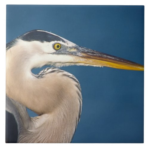 Great Blue Heron Ardea herodias USA Florida Ceramic Tile