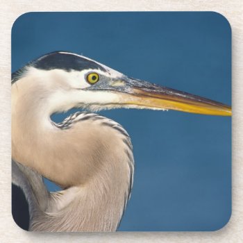 Great Blue Heron (ardea Herodias). Usa  Florida  Coaster by theworldofanimals at Zazzle