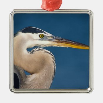 Great Blue Heron (ardea Herodias). Usa  Florida  Metal Ornament by theworldofanimals at Zazzle