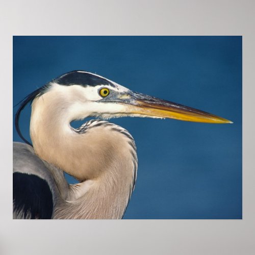 Great Blue Heron Ardea herodias USA Florida Poster