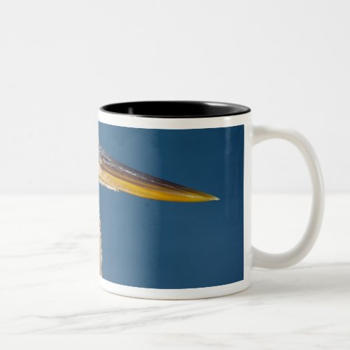 Great Blue Heron Ardea herodias USA Florida Two_Tone Coffee Mug