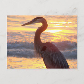 Great Blue Heron at Sunset Postcard