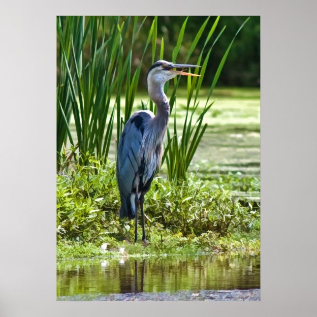 Great Blue Heron at the Pond Poster (Front)