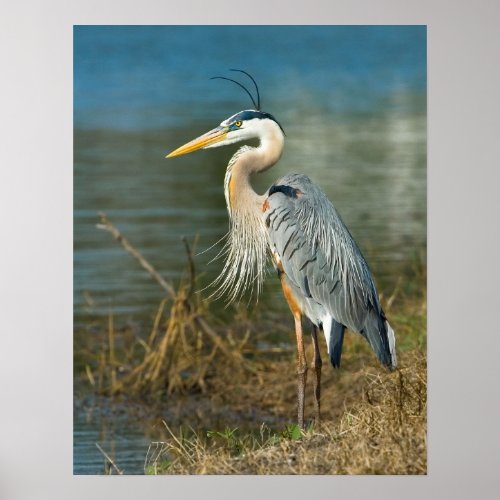 Great Blue Heron at the Pond Print