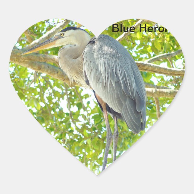 Great blue Heron bird Heart Sticker (Front)