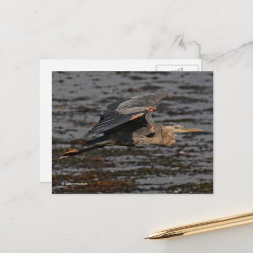 Great Blue Heron Bird in Flight Postcard