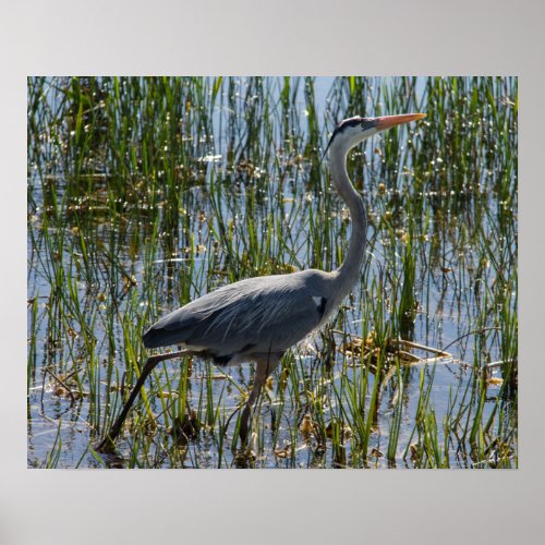 Great Blue Heron Bird Marsh Closeup Poster