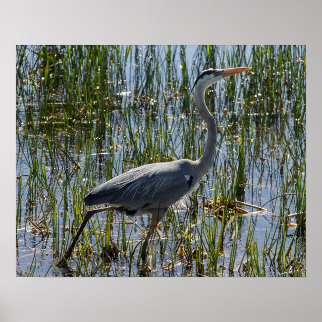 Great Blue Heron Bird Marsh Closeup